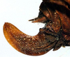 Tropidophrys amydra Karsch, 1896: female ovipositor (Cameroon, Efulen). (Otu).