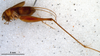 CollectionObject 1580525; 4cdac0d0-89de-4eb4-a381-b7cab5f99cb7: male, lateral view (paratype). (CollectionObject).