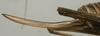 CollectionObject 1535894; 1097c5ba-d500-462d-81a8-33d77c261e15: ovipositor (paralectotype). (CollectionObject).