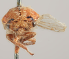 Head: !! display not done !! on Carynota vera Goding, 1895: (Observation).