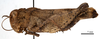 CollectionObject 1477956; 1020b590-47fe-44b7-9574-bd369c87c43e: female, lateral view (holotype). (CollectionObject).