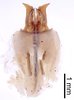 CollectionObject 1522843; 46e30413-6ac9-4b54-bb72-dd461b27ae97: Male genitalia, dorsal view (holotype). (CollectionObject).