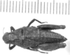 CollectionObject 1523809; 6a2b7203-e560-45e6-9067-3089777dc95f: female, dorsal view (holotype of Moluchacris bufo). (CollectionObject).