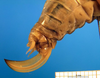 CollectionObject 1501755; 467193f8-e61f-42b1-a2c5-86475d07fa7a, DORSA BTzeumelF02: female ovipositor. (CollectionObject).