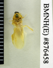 CollectionObject 1573112; ee5373a7-603b-48f3-8863-da6d92421ff8: Copyright Natural History Museum, London. Non-type (adult male) in BM(NH). Dorsal view. (CollectionObject).