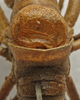 CollectionObject 1534976; fd2f53a9-d275-43dd-b680-4ee0d4295371: male stridulatory apparatus (lectotype). (CollectionObject).