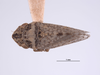 Habitus, dorsal view: (Observation).