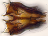 Subgenital plate: (Observation).