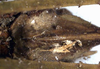 CollectionObject 1531810; 438ce5a2-39d1-48b7-abc6-89bb9b2bc750: female subgenital plate (holotype). (CollectionObject).