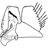 Subgenital plate, ventral view on Ebarrius interstinctus (Fieber, 1869): Subgenital plate. (Observation).