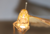 CollectionObject 1594381; 389f0a20-894d-4c88-acc9-21f576cd592e: female, frontal view (paratype of Gastrimargus amplus). (CollectionObject).