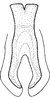 Connective on Carvaka maculata Fletcher & Semeraro, 2007: Connective. (Observation).