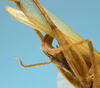 CollectionObject 1542799; 02d5fd6d-6d5e-4e65-969d-db528b75f575: female, apex of the abdomen ventro-lateral view (holotype of Herbardius rubrovittatus). (CollectionObject).