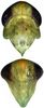 Head on Distantasca tiaca (Dworakowska, 1994): Head. (Observation).