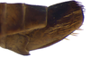 Other on Coarctana vilavelha Domahovski & Cavichioli, 2023: Female paratype [DZUP]: distal portion of abdomen, lateral view. (Observation).