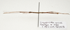 CollectionObject 1595862; 32814d6b-af72-4c5b-ba7e-90769724a1ad: copyright LKCNH Singapore. male, dorsal view (paratype). (CollectionObject).