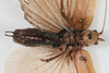 CollectionObject 1505753; b92c13b8-ff18-43fb-8d0d-5883deb1eff0: male, ventral view (holotype). (CollectionObject).