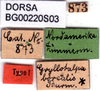 labels (syntype of Gryllotalpa borealis). Depicts CollectionObject 1594829; 80ca6edf-c2b2-48a6-a501-e8e281d43113, a CollectionObject.