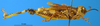 CollectionObject 1505377; 8e7776ff-4e42-416e-a8ed-6b99346a9a94: male, lateral view (holotype). (CollectionObject).