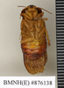 CollectionObject 1572951; c9ea46d6-3dbb-474b-8210-fd79b11441d4: Copyright Natural History Museum, London. Non-type (adult male) in BM(NH). Ventral view. (CollectionObject).