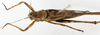 male, dorsal view. Depicts CollectionObject 1586474; 72136c28-e996-4f4c-adeb-677b3af7c545, a CollectionObject.