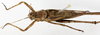 CollectionObject 1586474; 72136c28-e996-4f4c-adeb-677b3af7c545: male, dorsal view. (CollectionObject).