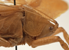 CollectionObject 1534570; 90ad0d4c-a180-431b-a537-83e9b642daa1: male pronotum, lateral view (holotype). (CollectionObject).