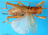 CollectionObject 1502890; 2d342390-1f0a-4e1f-b683-1e96b68525dd: female, dorsal view. (CollectionObject).