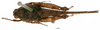 CollectionObject 1572360; da3653ab-eb15-4b02-b2ab-f71f416951c7, MNCN65: female (dorsal view), not Euparatettix personatus (Bolivar, 1887). (CollectionObject).
