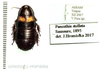 Panesthia stellata Saussure, 1895: female nymph. (Otu).