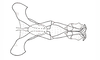 Dichroplus fuscus (Thunberg, 1815): Fig. 13. endophallus, ventral view. (Otu).