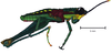 Hylopedetes mirandus Rehn, 1929: male, lateral view. (Otu).;Hylopedetes mirandus Rehn, 1929: male, lateral view. (Otu).