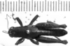 CollectionObject 1543599; 1243244c-fe49-4742-91f4-1970b2fa9f81: Image Carbonell, C.S. male, dorsal view (syntype). (CollectionObject).