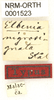 CollectionObject 1529758; 4554ef4a-8d2d-4596-bc58-86be39b7192c: labels (holotype). (CollectionObject).