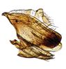 Pygofer, lateral view: (Observation).