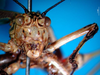 CollectionObject 1500585; 675c7238-0cef-49eb-b65b-a17a5f89c62d, DORSA BTpoeannS01: male, frontal view (syntype). (CollectionObject).