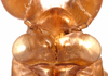 Nymph: (Observation).
