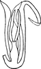 Aedeagus, ventral view on Eurhadina (Singhardina) robusta (Mahmood, 1967): Aedeagus, ventral view (after Mahmud). (Observation).
