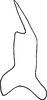 Stylus: !! display not done !! on Maiestas variegata (Anufriev, 1970): Stylus. (Observation).