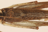 CollectionObject 1499870; 2471facb-af8e-4d18-b78d-d926630317a6: Male. Holotype. (CollectionObject).