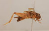 CollectionObject 1517749; 2cbed9b2-8ff2-4743-9346-ccaddd040866: male, lateral view (holotype). (CollectionObject).