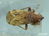 Bergidia polychroma (Spinola, 1852): Pachymerus polychromus Spinola, 1852. HOLOTYPE. Photographed by Fulvio Giachino. Museo Regionale di Scienze Naturali di Torino. (Otu).
