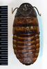 CollectionObject 1553297; NHMUK(SF IMPORT DUPLICATE) BMNH(E) #669720, aeaee162-1cf3-4518-8176-6f201299e798: Copyright Natural History Museum, London. Adult male, dorsal view. (CollectionObject).