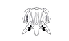 Sciponacris trichilae Descamps, 1978: Fig. 72. male abdomen tip, dorsal view. (Otu).