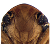 Head on Coarctana asymmetrica Domahovski & Cavichioli, 2023: Male holotype [DZUP]: head, ventral view. (Observation).