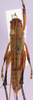 CollectionObject 1503562; cbt017s05, f0f9c63a-e140-4edc-a638-a3c62aa32862: female, dorsal view (allotype). (CollectionObject).