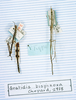CollectionObject 1557919; fc36c265-3205-4126-936c-da84f7a6e66b: copyright MNHN, Paris. male (holotype, on left). (CollectionObject).