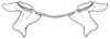 Spathalium audouinii (Blanchard, 1836): Fig. 19. epiphallus, caudal view. (Otu).