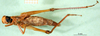 CollectionObject 1500935; 95a0a0f9-5d2d-44dd-a087-64a6df5206ac: female, ventral view (syntype). (CollectionObject).