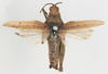 CollectionObject 1572669; 7acdefb8-eea5-4886-9853-05c1b4e08b21: female, dorsal view (paralectotype of Ommexecha gracile). (CollectionObject).